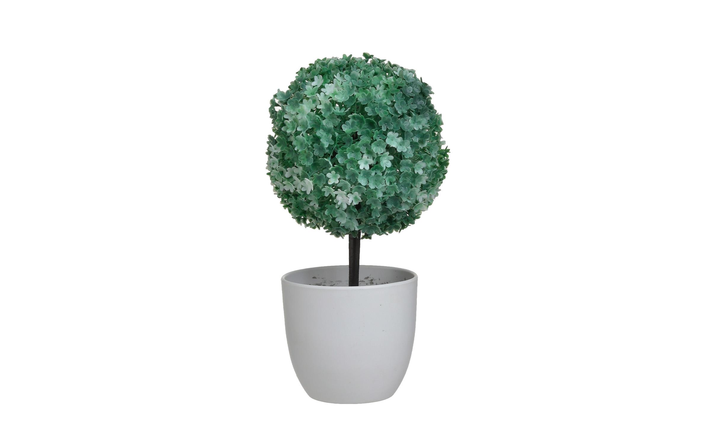 Декоративно растение, зелена+бела  1