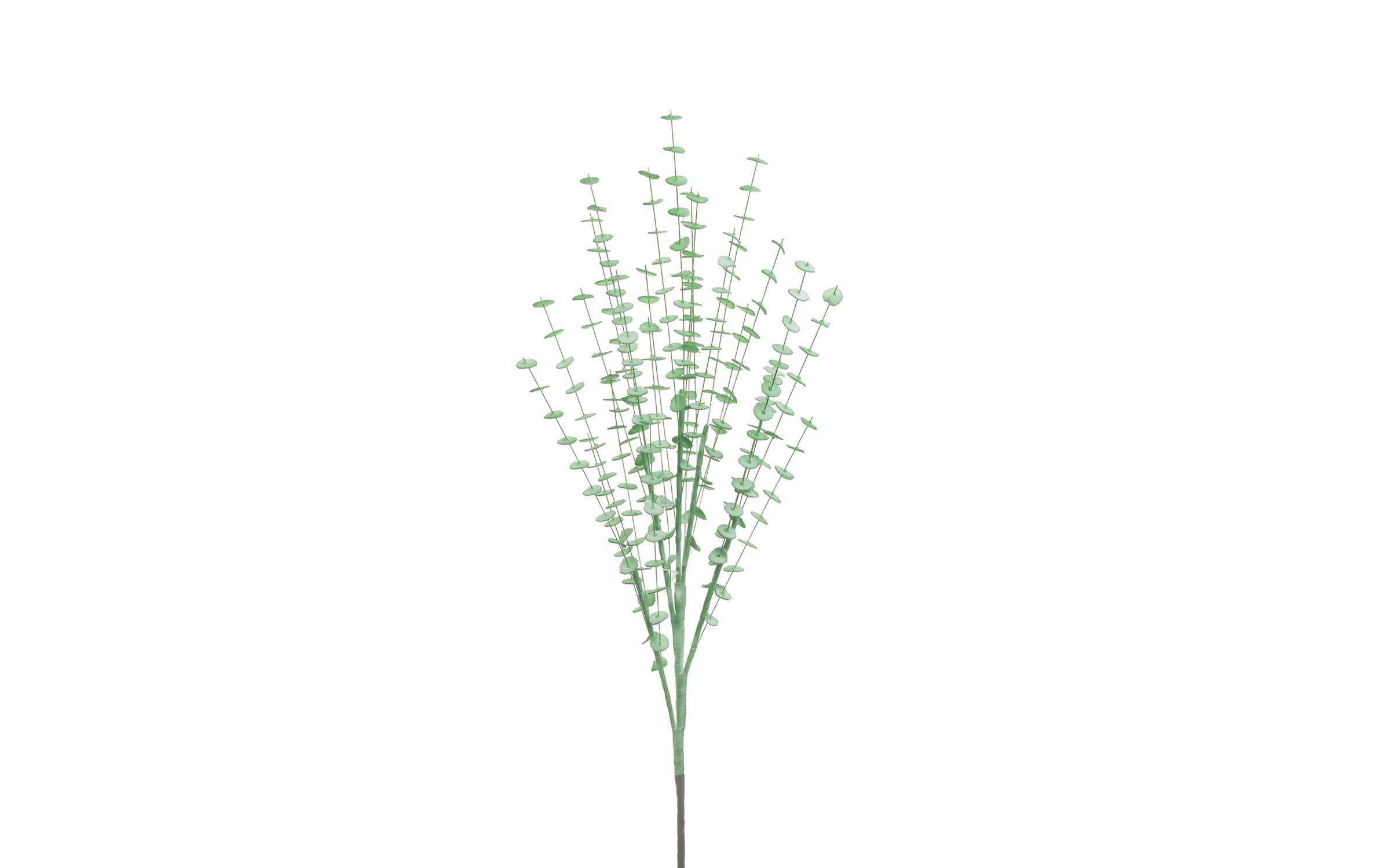 Декоративно растение, зелено  1